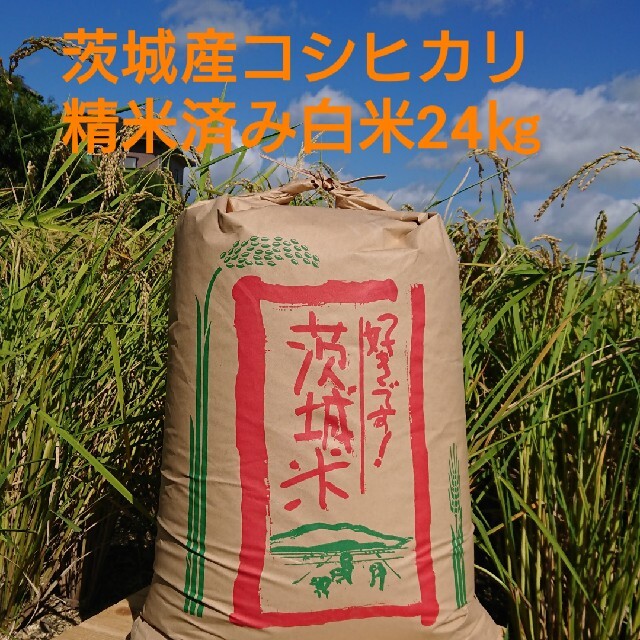 茨城令和3年産コシヒカリ精米済み白米24㎏　米/穀物