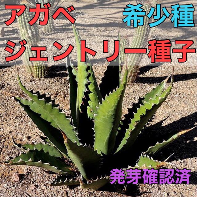アガベ ジェントリー「Jaws(ジョーズ)」 | gulatilaw.com