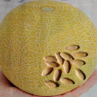 野菜の種　ミニメロン種　ころたん　10粒(野菜)