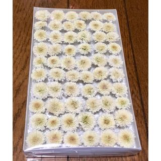 お② 銀の紫陽花が作った生成りの西洋マム「カリメロ」のドライフラワー(ドライフラワー)