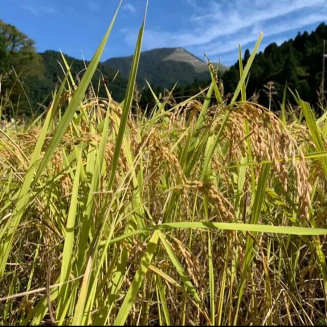 無洗米　近江米　オリーブ酵素米　コシヒカリ　殺菌殺虫剤散布無し　白米　米/穀物