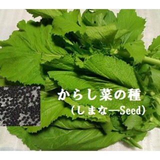 RS0202  カラシナの種 約2.5ml (800〜1000粒前後)(野菜)