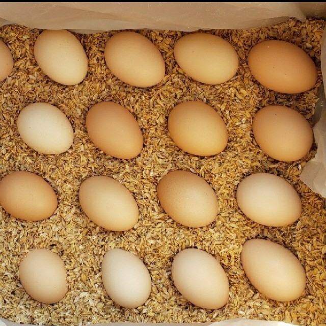 烏骨鶏の卵45個 卵かけご飯/酢卵コリン