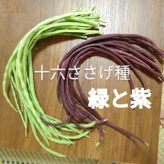 十六ささげ種　緑と紫　ながーいささげ種(野菜)