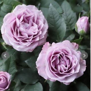 バラ苗　ミニバラ　青系ミニ薔薇　あすなろブルー　薔薇　花苗(その他)