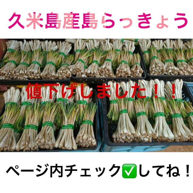 久米島産島らっきょう（500g） 食品/飲料/酒の食品(野菜)の商品写真