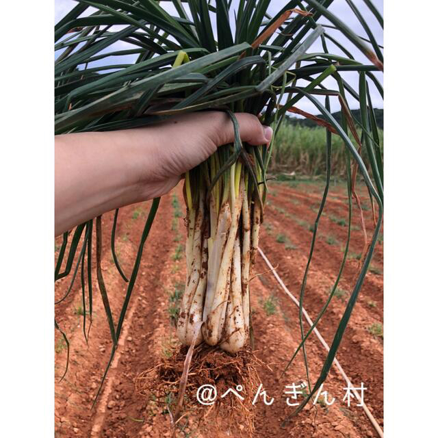 久米島産島らっきょう（500g） 食品/飲料/酒の食品(野菜)の商品写真