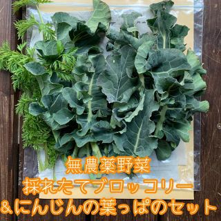 無農薬野菜＊採れたてブロッコリー＆にんじんの葉っぱのセット＊約150g＊(小動物)