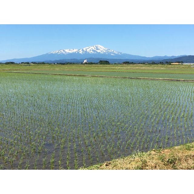 つや姫の生まれた山形県鶴岡市産！山形県産特別栽培米つや姫（白米）５ｋｇ×２袋