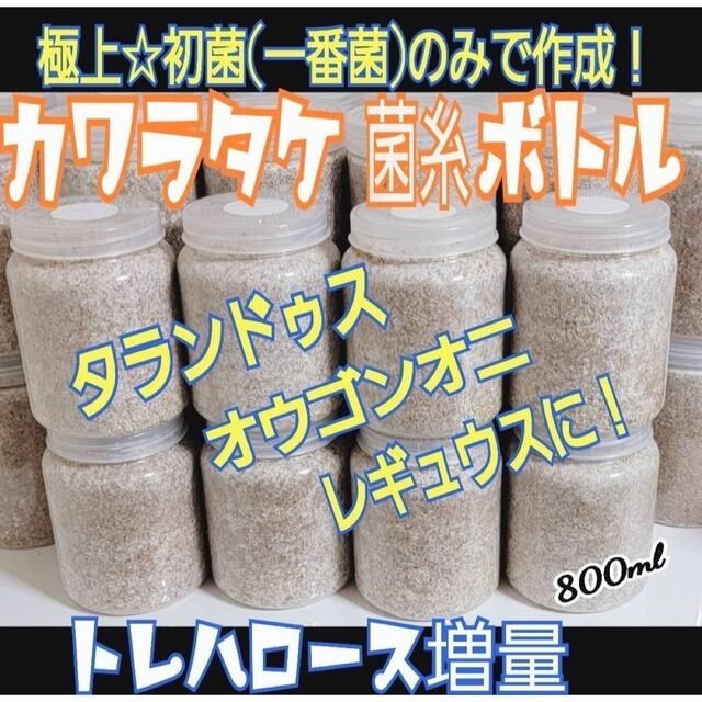 極上！カワラタケ菌糸瓶6本☆初菌(一番菌)のみで作成☆特殊アミノ酸強化配合！