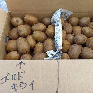 信州産　訳ありキウイ　約10Kg(フルーツ)