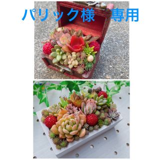 パリック様　専用★★モリモリ❤️可愛い★壁掛けにも◎★寄せ植え★多肉植物(その他)