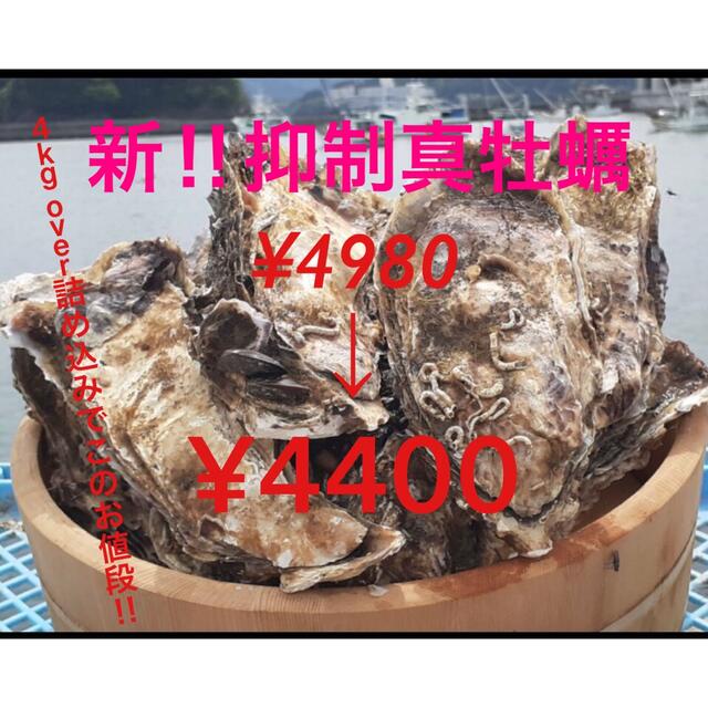 南三陸志津川産　抑制（よくせい）真牡蠣　4kgオーバー詰め込み