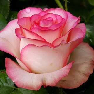 🌸大輪バラ苗切り花種🌸夏もボリューミー🌸濃いピンクの縁取り🌸ジュミリア(プランター)