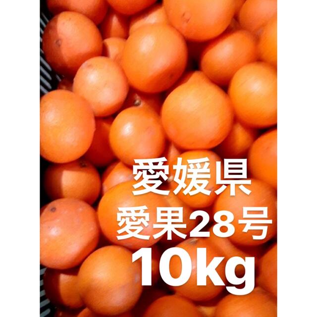 愛媛県産　愛果28号　柑橘　10kg