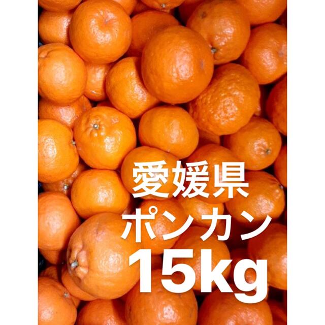 愛媛県産　ポンカン　柑橘　みかん　15kg