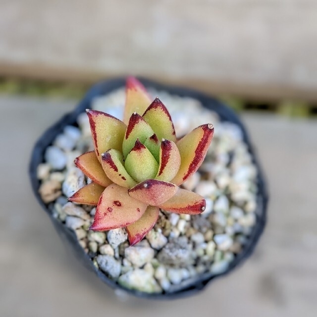 多肉植物 抜き苗2種 アガボイデス ラウリンゼ - その他