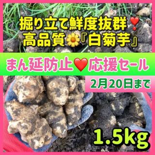 ❤️【菊芋（白）】1.5kg〜新型コロナ「まん延防止」対策にも❣️(野菜)