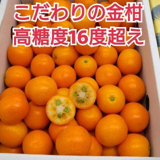 とにかく美味しく皮が柔らかい★最高級金柑【春姫】２kg(フルーツ)