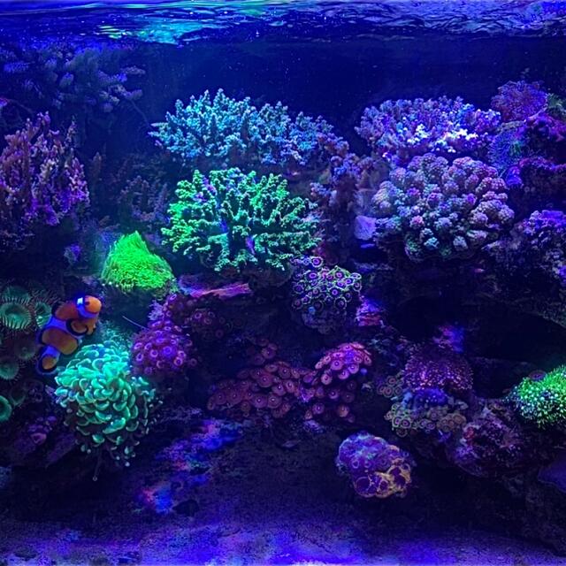 AB海水サンゴ水槽アクアリウムライト54w 高輝度プリズムLED 2個 その他のペット用品(アクアリウム)の商品写真