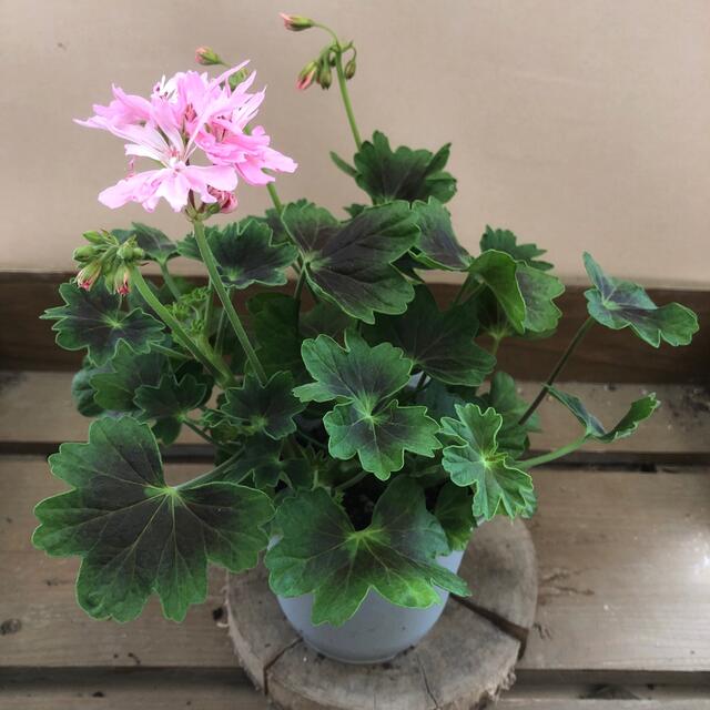 花苗 星咲きゼラニウム ピンクステラの通販 by plant life|ラクマ 花苗 星咲きゼラニウム ピンクステラの通販 by plant life|ラクマ