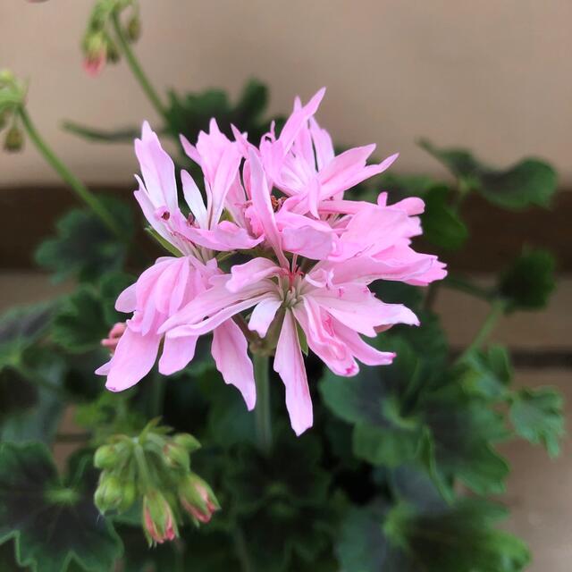 花苗 星咲きゼラニウム ピンクステラの通販 by plant life|ラクマ 花苗 星咲きゼラニウム ピンクステラの通販 by plant life|ラクマ