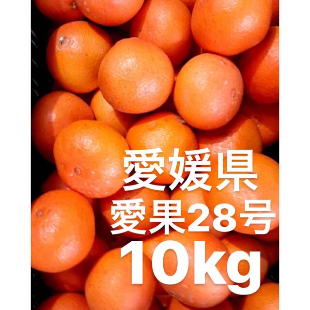 愛媛県　愛果28号　みかん　柑橘　10kg