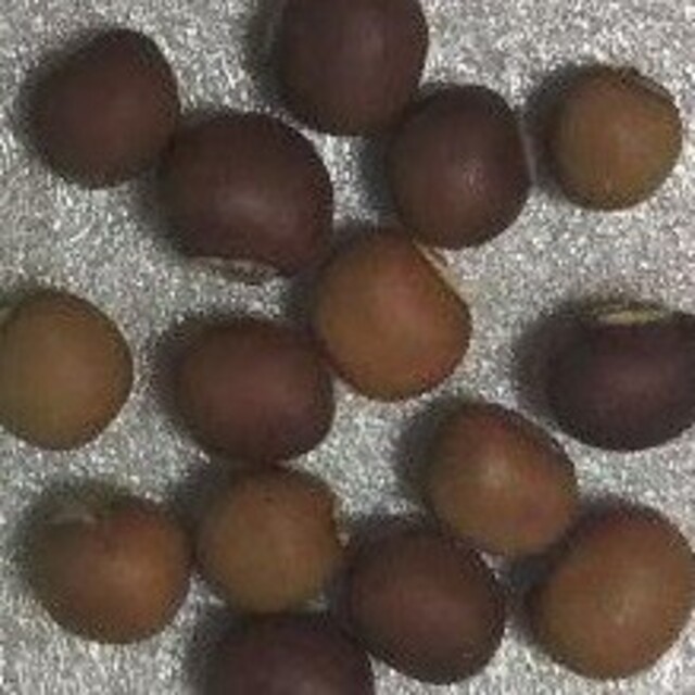 RK0204 四角豆の種30粒 うりずん Seed 緑のカーテン　沖縄　シカクマ 食品/飲料/酒の食品(野菜)の商品写真