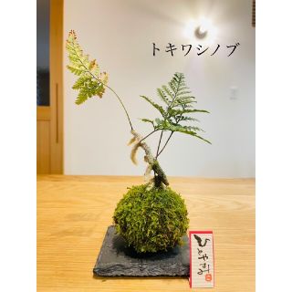 《専用》トキワシノブの苔玉(プレートつき)　盆栽(その他)