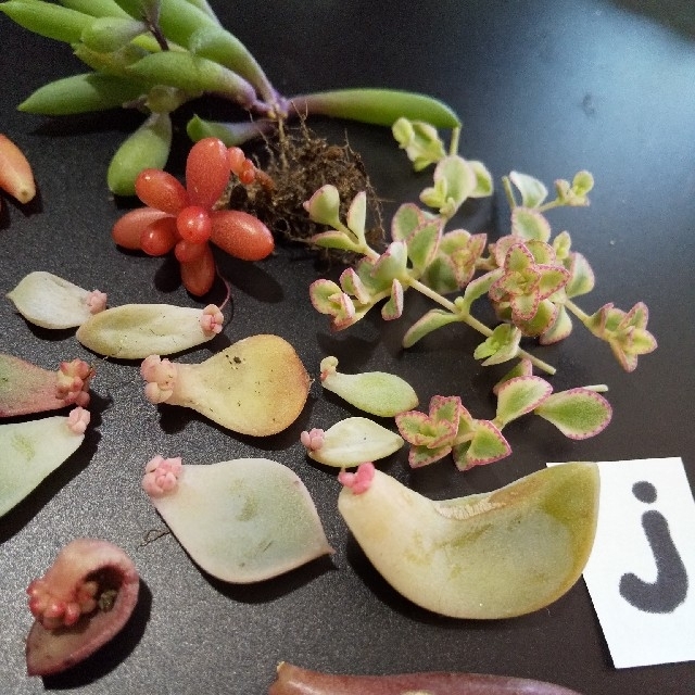 多肉植物葉挿し用j本日特売❗️❗️ ハンドメイドのフラワー/ガーデン(プランター)の商品写真