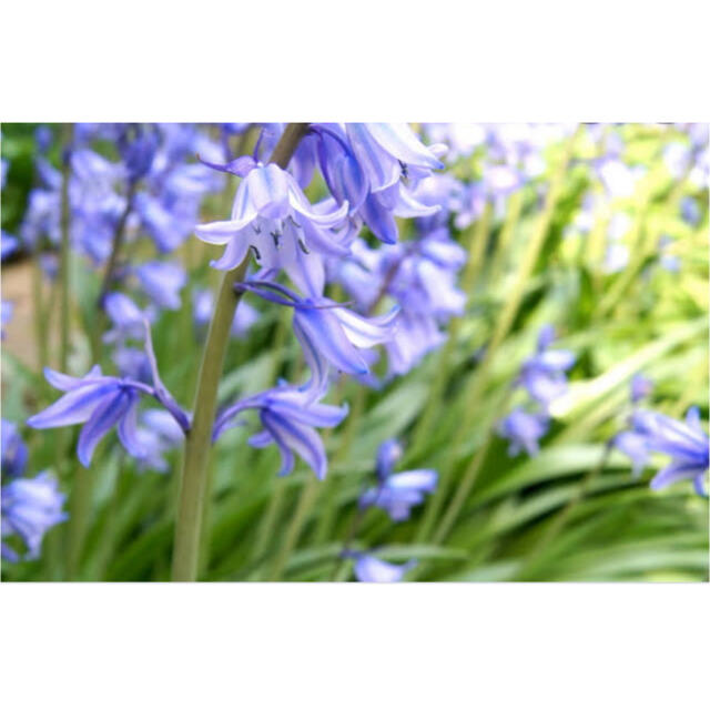 専用！春の人気花々セット ハンドメイドのフラワー/ガーデン(プランター)の商品写真