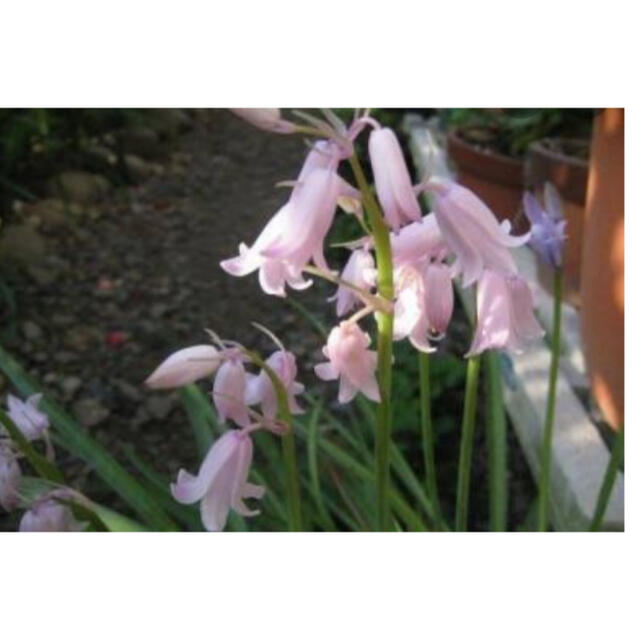 専用！春の人気花々セット ハンドメイドのフラワー/ガーデン(プランター)の商品写真