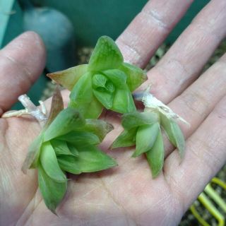 ハオルチア　シンビフォルミス　穂木3つ(その他)