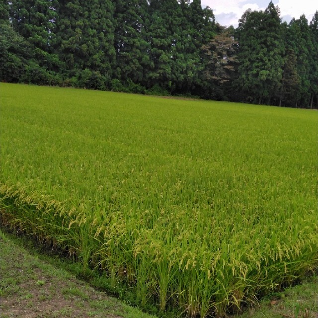 令和3年産栃木県特一等米コシヒカリ【A級】30キロ無農薬にて作り上げた自慢のお米