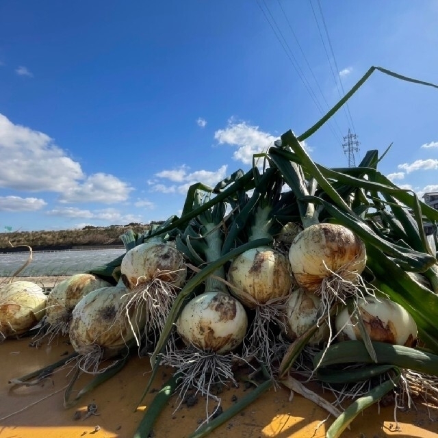 淡路島南あわじ産玉ねぎ極早生スーパーアップ10kg(M.L.LL混合)送料込み