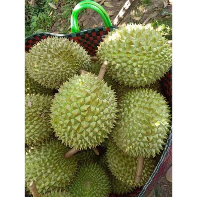 新鮮 生ドリアン 20Kg-