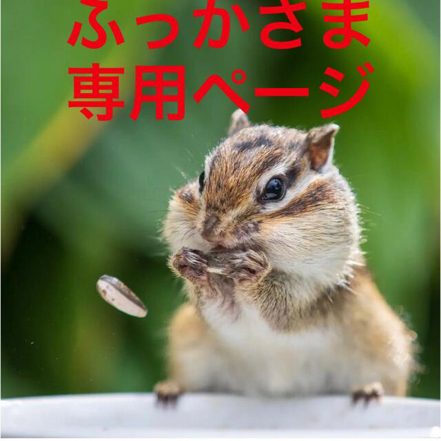 新発売】 しまりすこさま用 ai-sp.co.jp