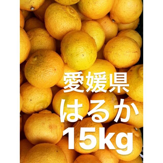 愛媛県産　はるか　柑橘　15kg