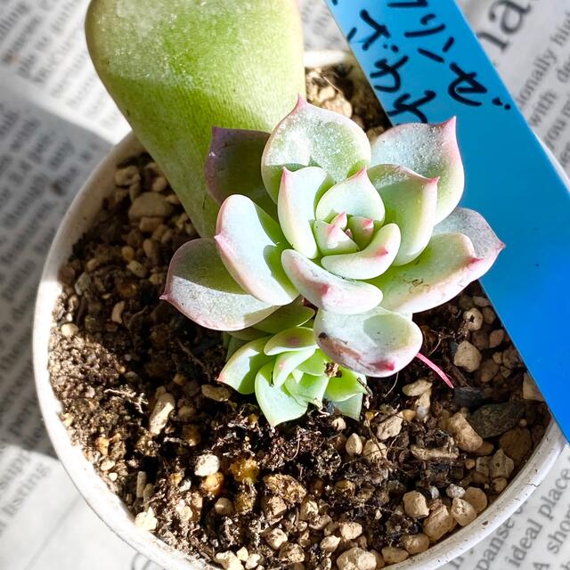 19.多肉植物 おらいさん青札（札なし）☆ラウリンゼ×ざわわ 葉挿し苗