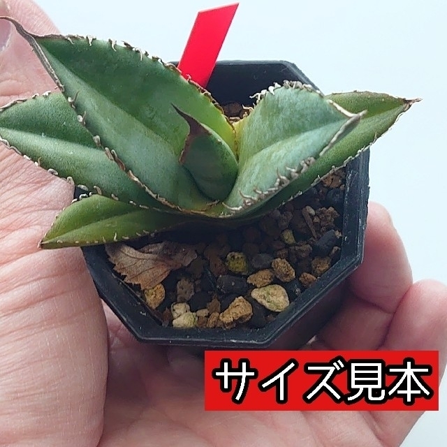 OctagonalPot 八角鉢 2号 20個 多肉植物 アガベ 多肉植物 ハンドメイドのフラワー/ガーデン(プランター)の商品写真