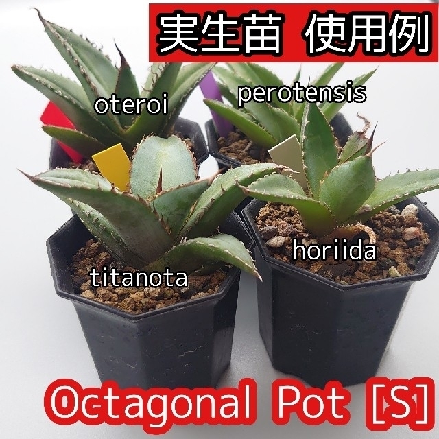 OctagonalPot 八角鉢 2号 20個 多肉植物 アガベ 多肉植物 ハンドメイドのフラワー/ガーデン(プランター)の商品写真
