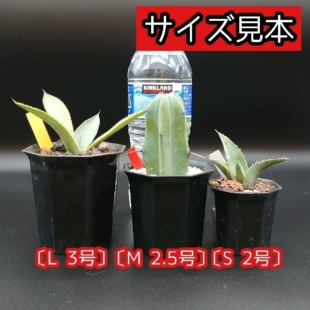 OctagonalPot 八角鉢 2号 20個 多肉植物 アガベ 多肉植物 ハンドメイドのフラワー/ガーデン(プランター)の商品写真