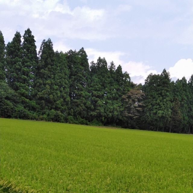 令和3年産栃木県特一等米コシヒカリ30キロ【A級】無農薬にて作り上げたお米