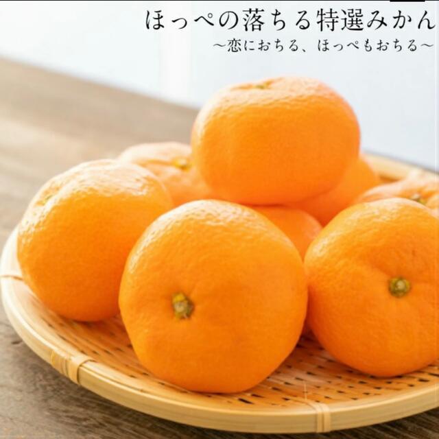 素敵な みかん様専用 drenriquejmariani.com
