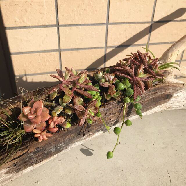 一点もの‼︎多肉植物寄せ植え✴︎流木インテリア