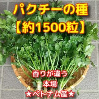 パクチー種(約1500粒)人気のベトナム産(野菜)