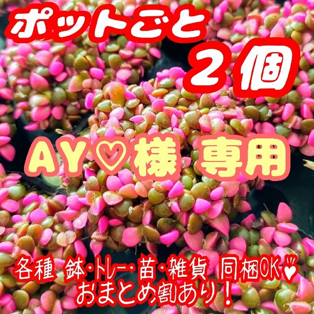 【ポットごと】桜吹雪 2個 多肉植物 アナカンプセロス 紅葉 プレステラ プラ鉢 ハンドメイドのフラワー/ガーデン(その他)の商品写真