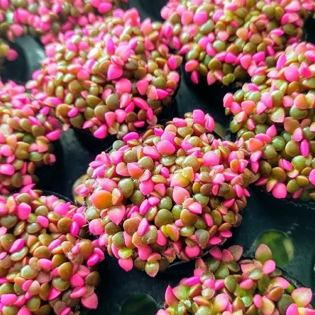 【ポットごと】桜吹雪 2個 多肉植物 アナカンプセロス 紅葉 プレステラ プラ鉢 ハンドメイドのフラワー/ガーデン(その他)の商品写真