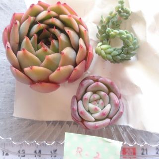 【R-2】アリエル・ロータスランプ セダム 多肉植物 韓国苗 カット苗(その他)