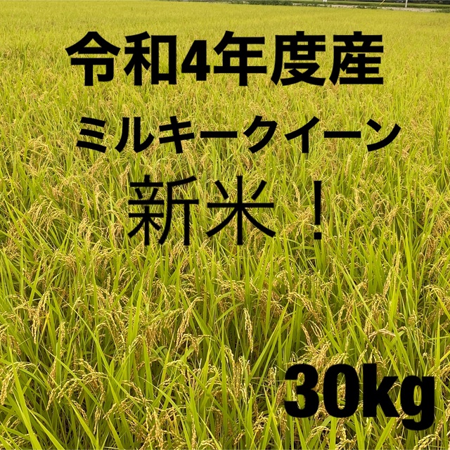 玄米　30キロ　白米　新米！4年度栃木県産　米/穀物　ミルキークイーン　産地直送安心米